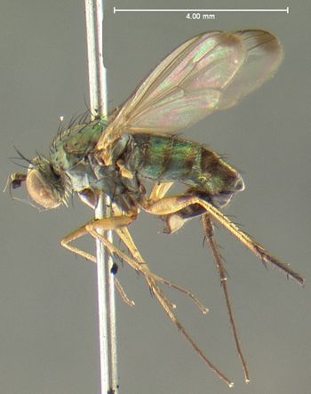 Media type: image;   Entomology 12976 Aspect: habitus lateral view